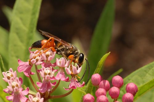 A wasp feeding on a milkweed plant