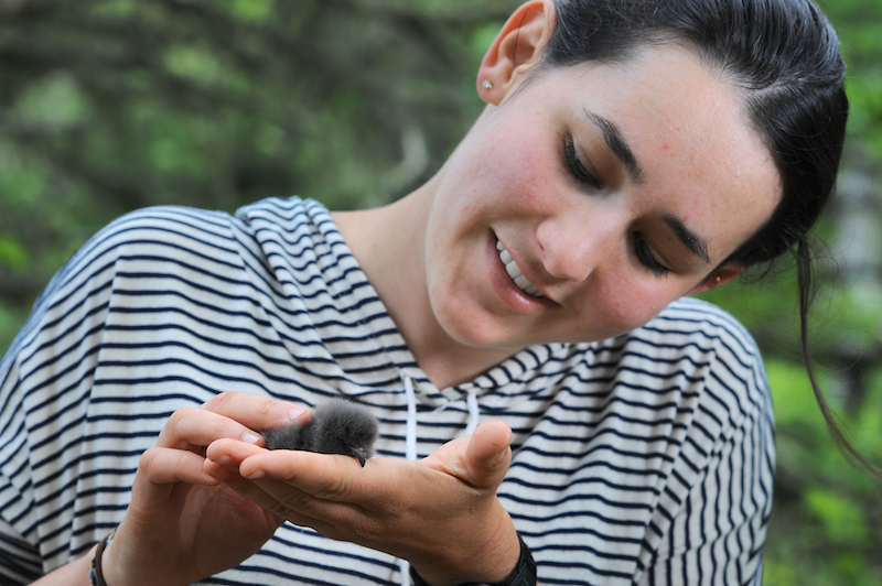 Bowdoin student and Kent Island fellow, Claire Goffinet ’19 with a Leach’s storm-petrel chick summer of 2017. Photo by Fred Field for Bowdoin College.