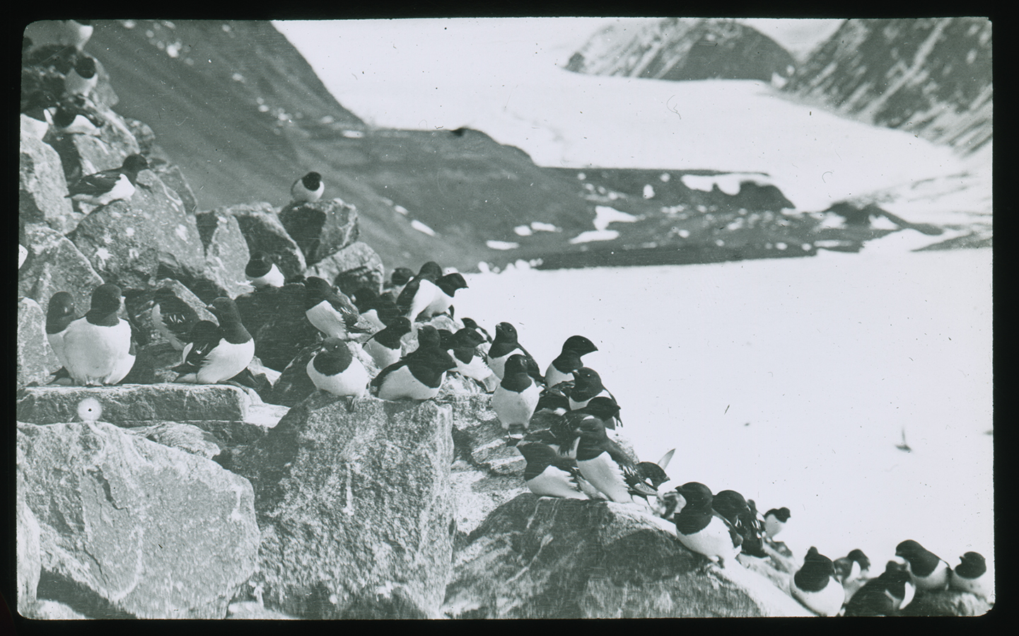 Looking out onto a crowd of sea birds.