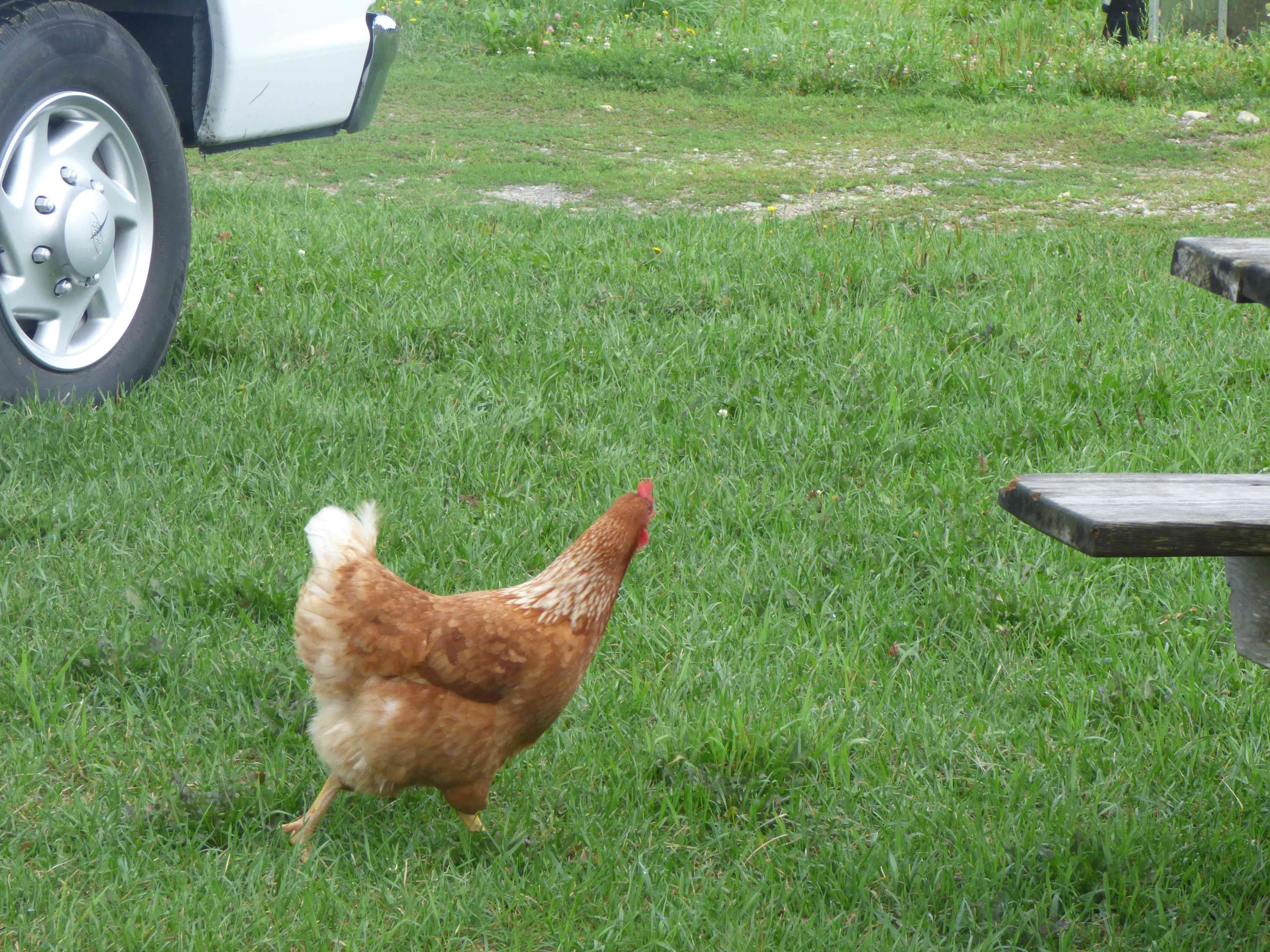 A Morning at Morris Farm, with an Orientation Trip Bowdoin College