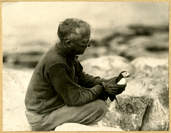 Labrador expedition, 1931. Thornton Burgess with banded Puffin.