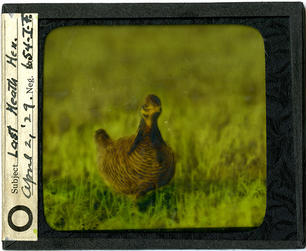 Lantern slide, “The last Heath Hen,” April 21, 1929