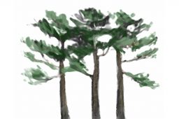 Pine tree illustration