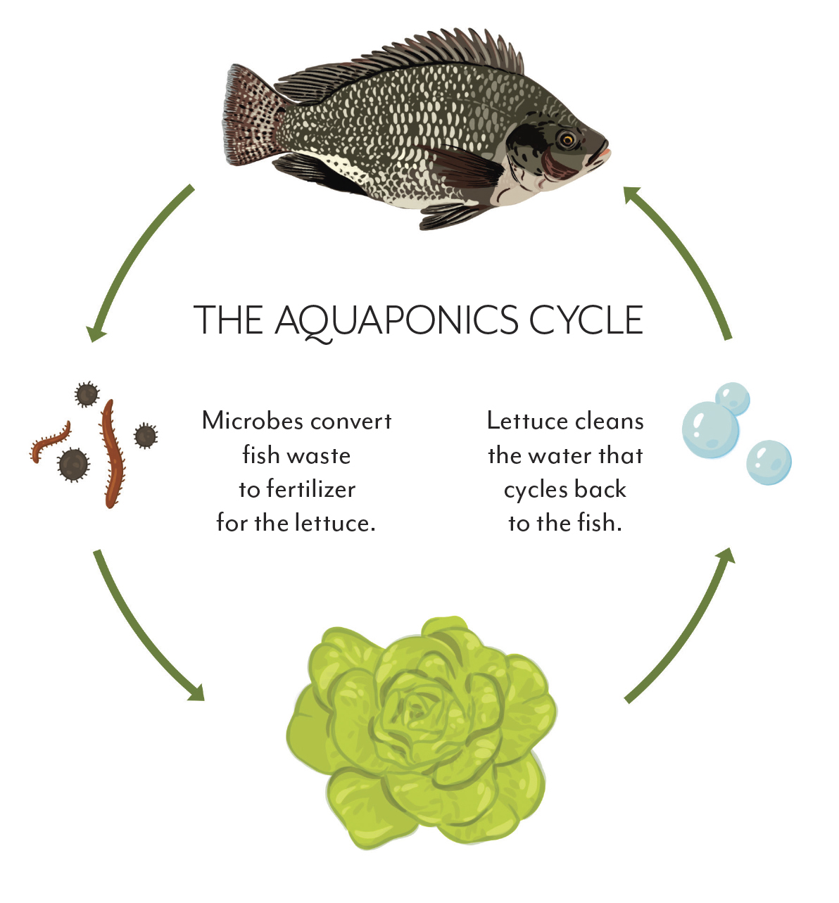 Aquaponics cycle illustration