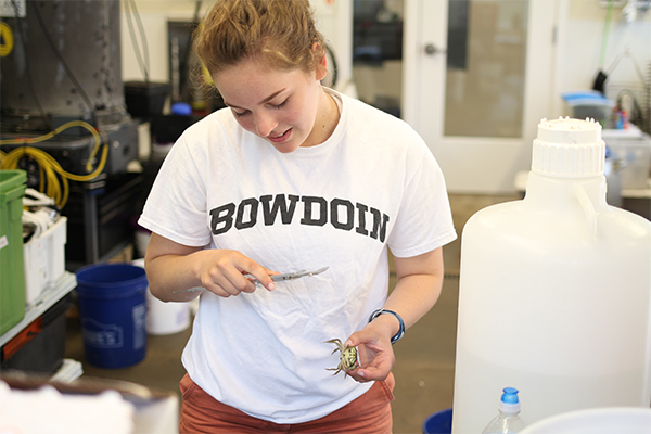 Alicia Edwards ’21 measures a green crab.