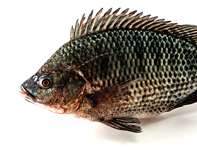 A tilapia fish