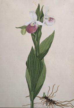 Showy Lady’s Slipper Cypripedium Reginae watercolor