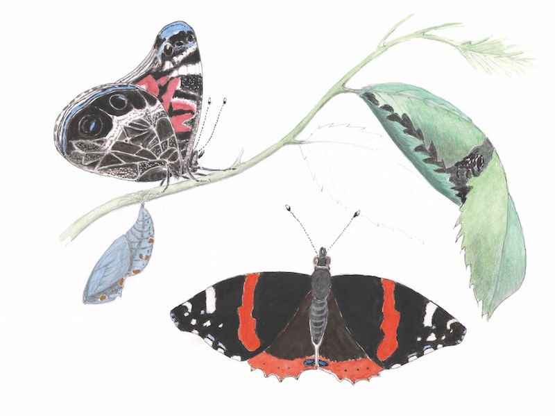 Butterfly Illustration: Bernd Heinrich