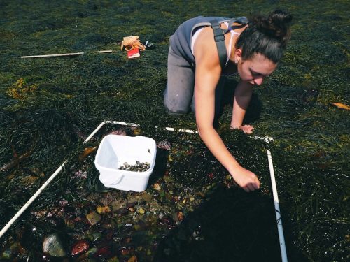 Katie Galletta ’21 counting intertidal species in rockweed plots on Kent Island