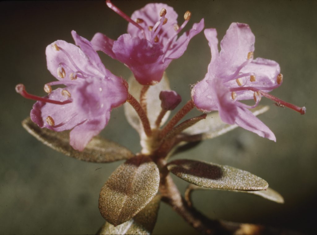 Lapland rosebay by Rutherford Platt