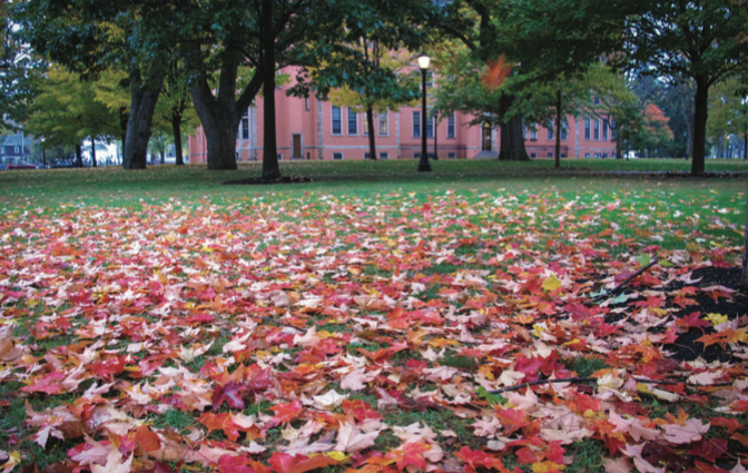Autumn foliage