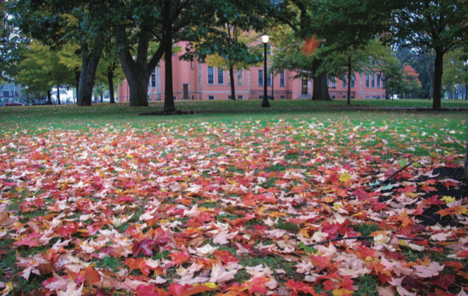 Autumn foliage 