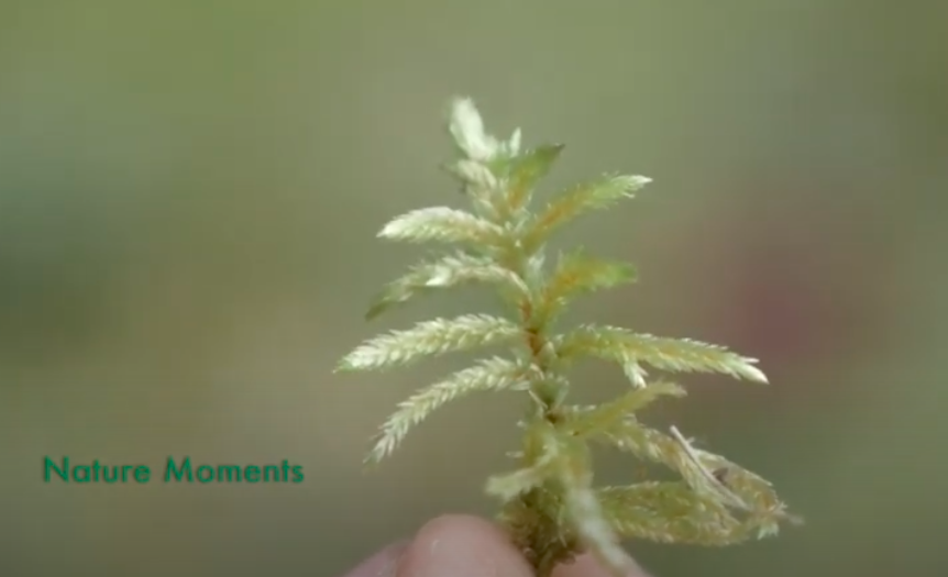 Fingertips holding moss