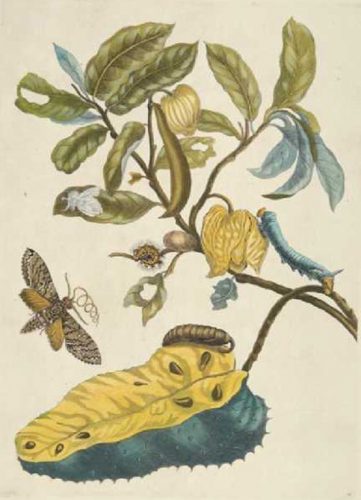 “Soursop with Owlet Moth,” 1705, hand-colored engraving, by Maria Sibylla Merian, German, 1647–1717.