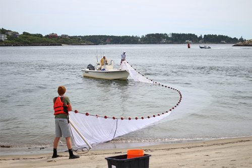 Patrick Warner ’20 and Jesse Dunn ’20 set their seine net on the beachfront