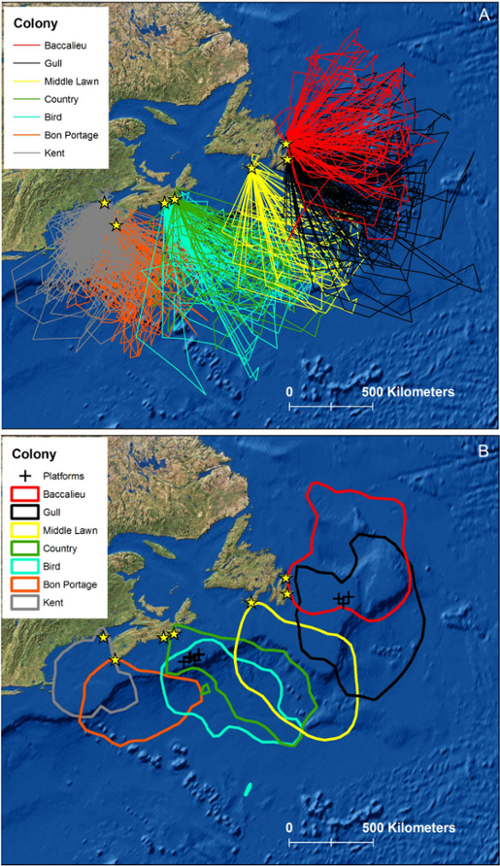 Note the difference between the foraging routes of Kent Island storm-petrels and those of more northern storm-petrel colonies. Figure 2 from Hedd et al. 2018.
