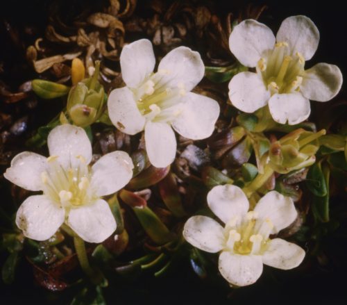 Pincushion plant by Rutherford Platt