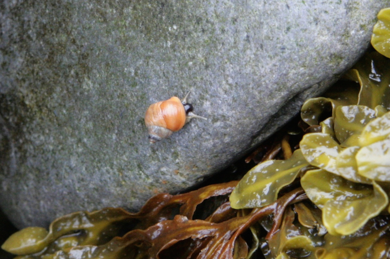 The Bowdoin Marine Science Semester students and faculty have launched a longterm study to determine how the rough periwinkle is adapting to Maine’s upper intertidal zone