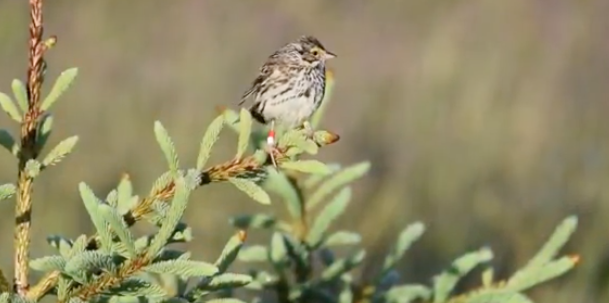 Savannah sparrow on Kent Island. Still from Youtube video by Dan Mennill, University of Windsor, ON