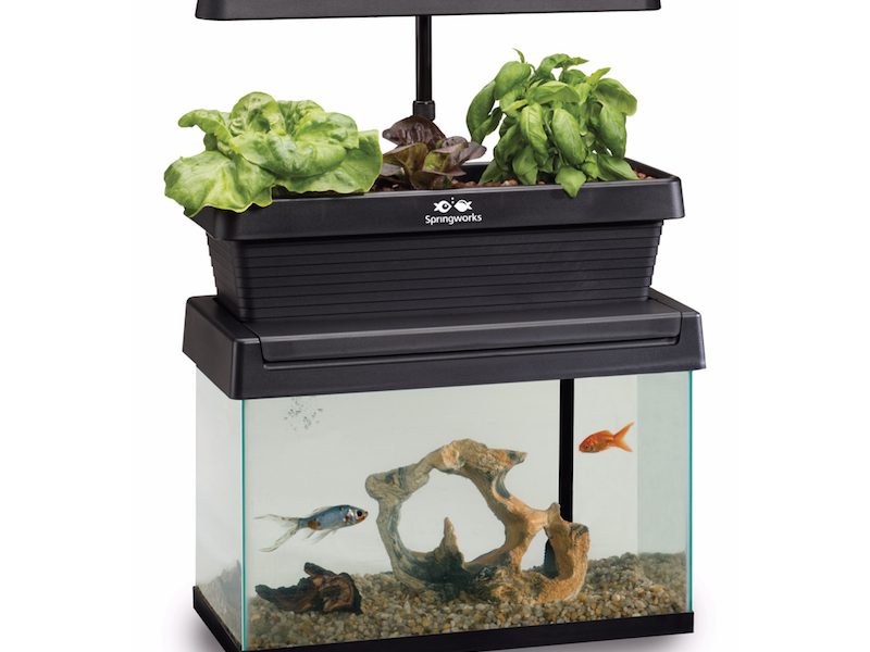 Aquaponics fish in maine Gaston County's Webb Street School creates programs to teach students job skills
