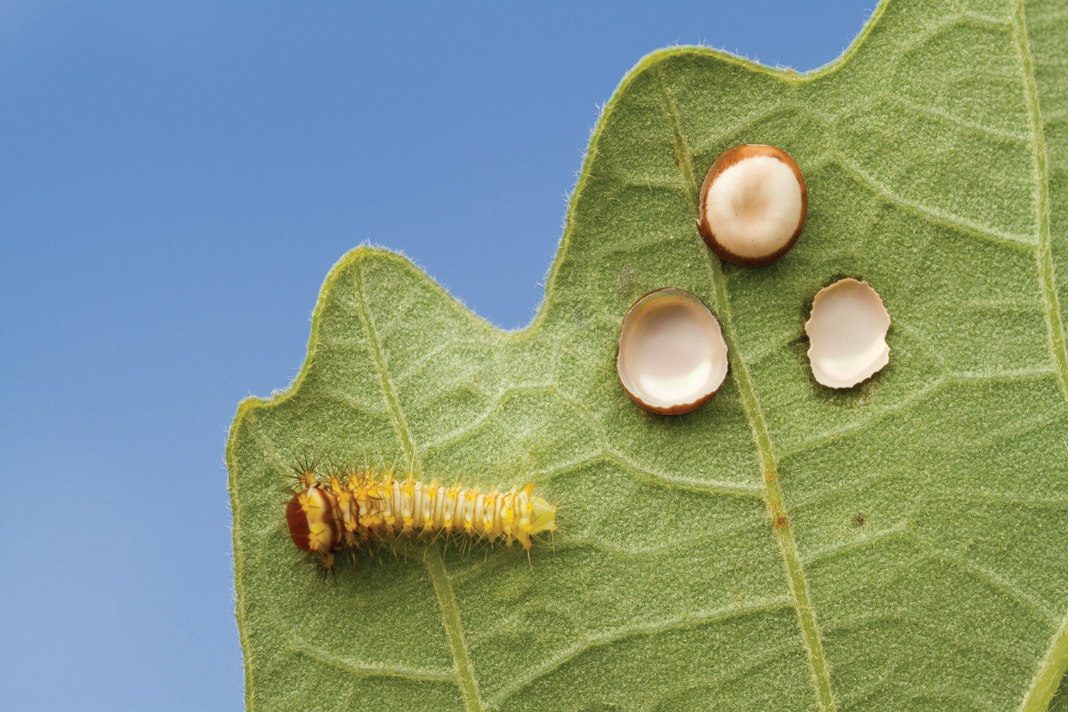 A first instar larva, with hatched and unhatched eggs, of the polyphemus moth on a leaf with a sky blue background.