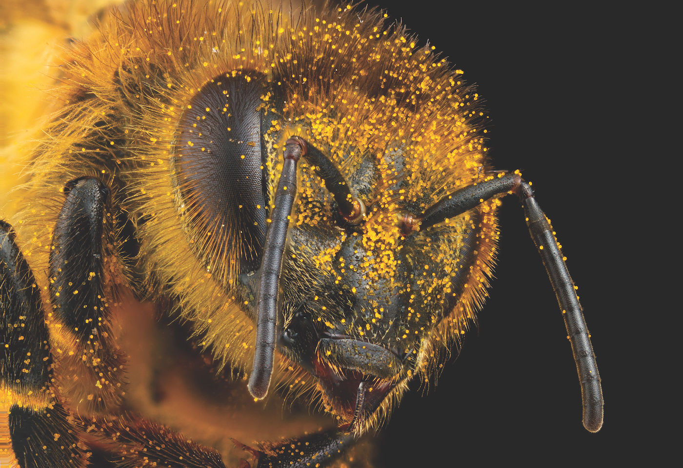A close look at a bee.