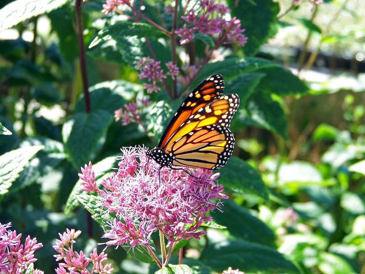 monarch butterfly on milkweed