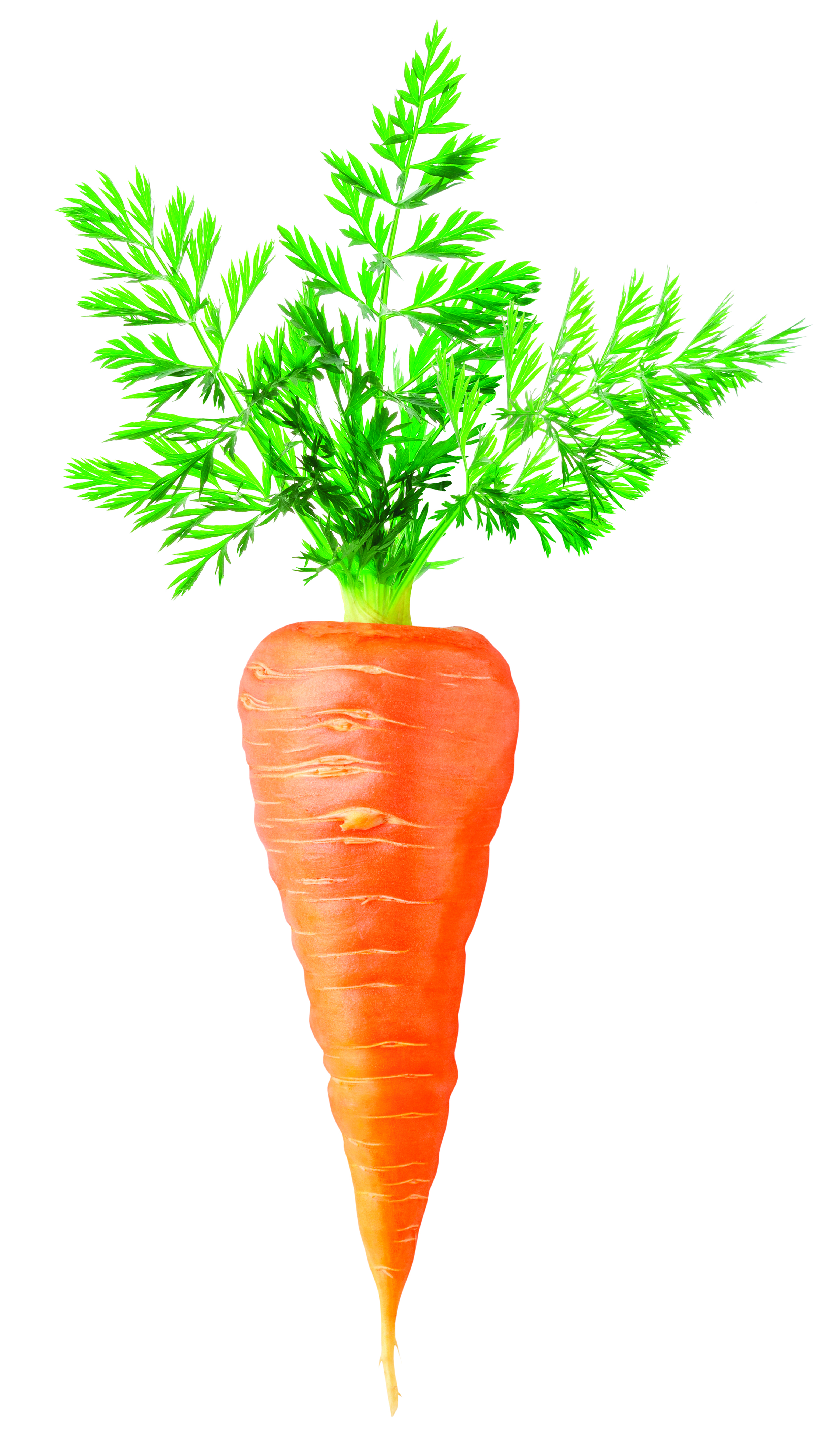 illustration of a carrot