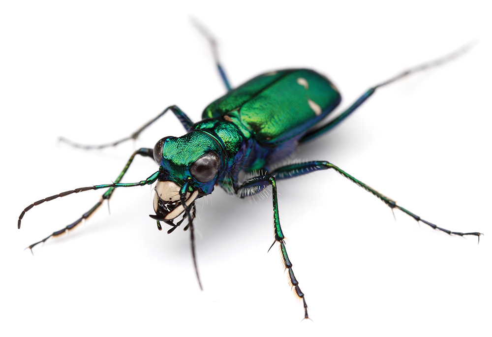 A close up of an emerald Six-spotted tiger beetle. Cicindela sexguttata. Urbana, Illinois