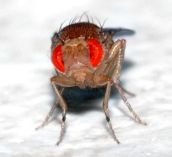 fruit fly