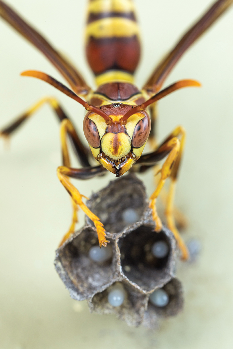  A close up of a paper wasp standing guard over her nascent colony. 