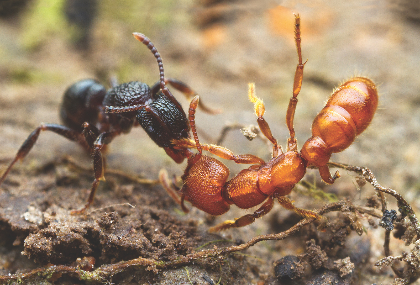 The worst enemies of ants are often other ants. Above, a Rhytidoponera victoriae scout (at left) has discovered an Amblyopone ferruginea worker and attempts to wrestle it back to her nest. Diamond Creek, Victoria, Australia.