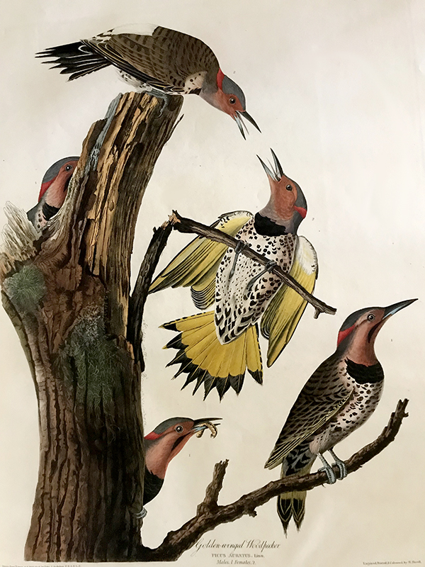 The Golden-Winged Woodpecker