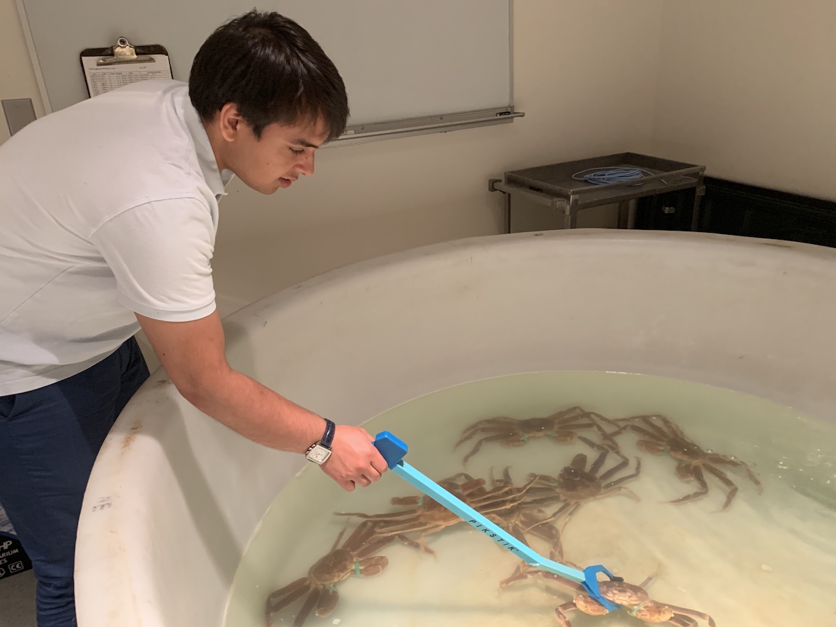 Jacob Kazmi ’20 with a tub of snow crabs