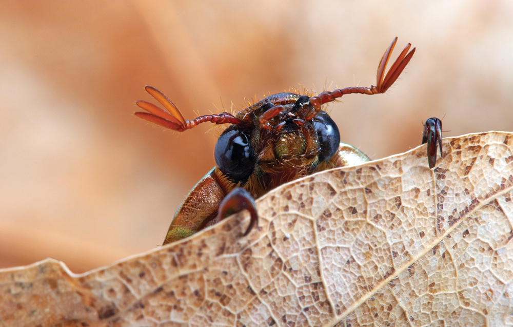 The Leconte’s Scarab peaks from behind a wilted leaf.