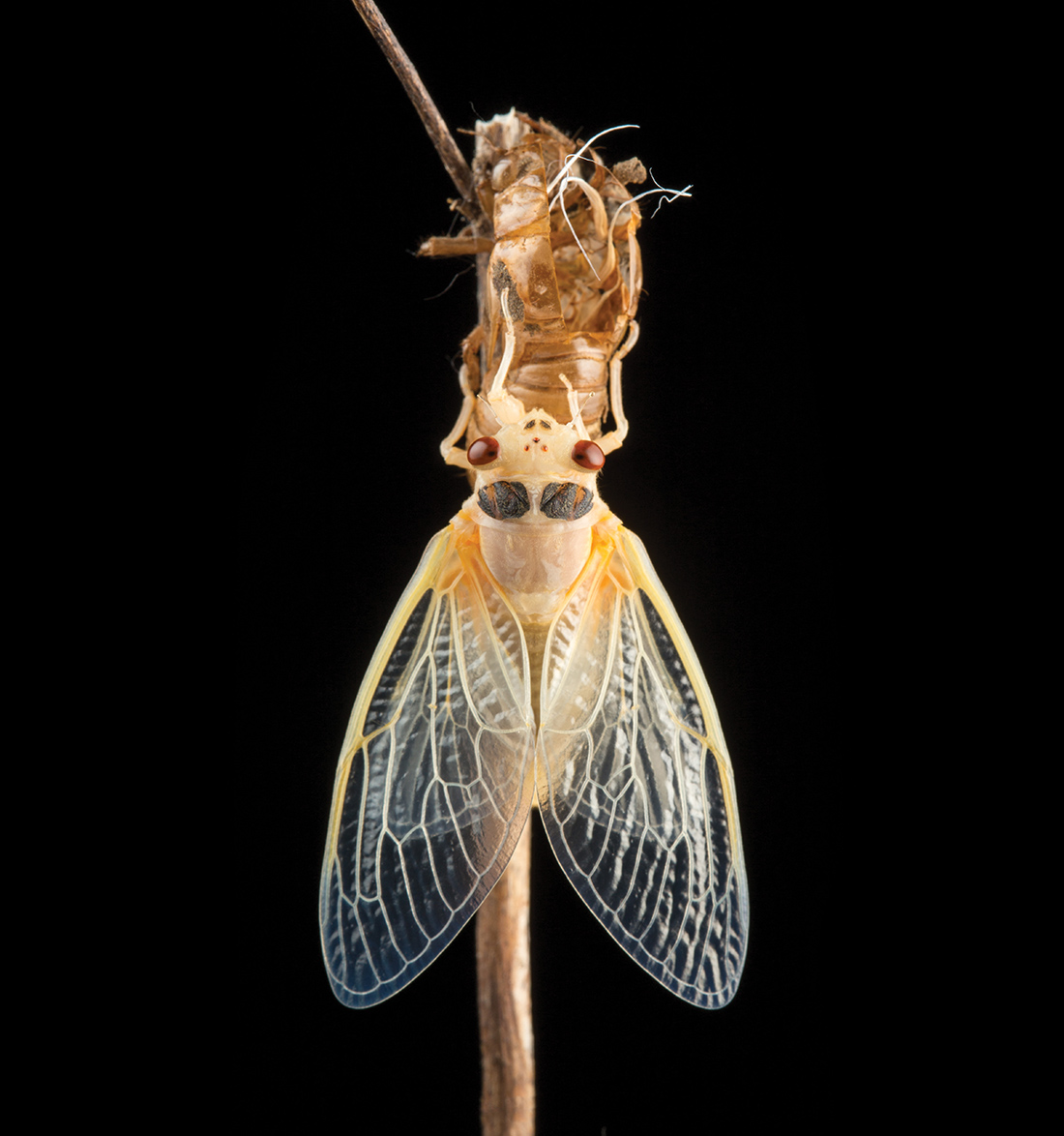 A male big dipper firefly (Photinus pyralis) signals to females with an illuminated upward swoop. Urbana, Illinois.