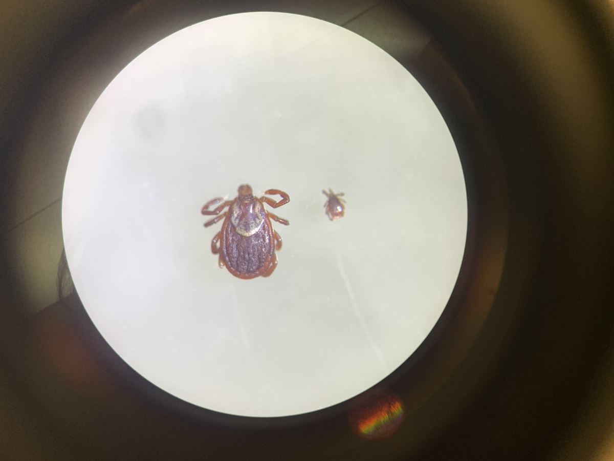 Comparative sizes of dog and deer ticks under the microscope