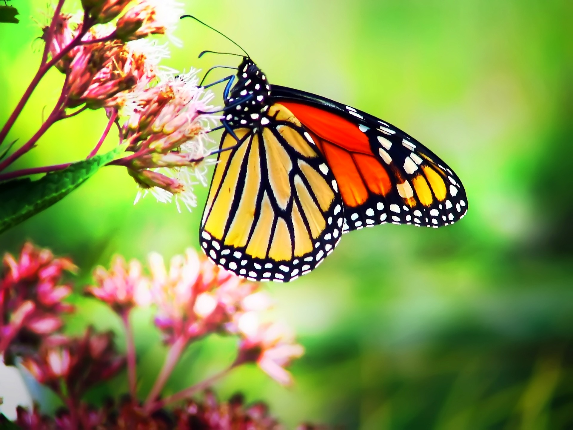 Monarch butterfly on milkweed