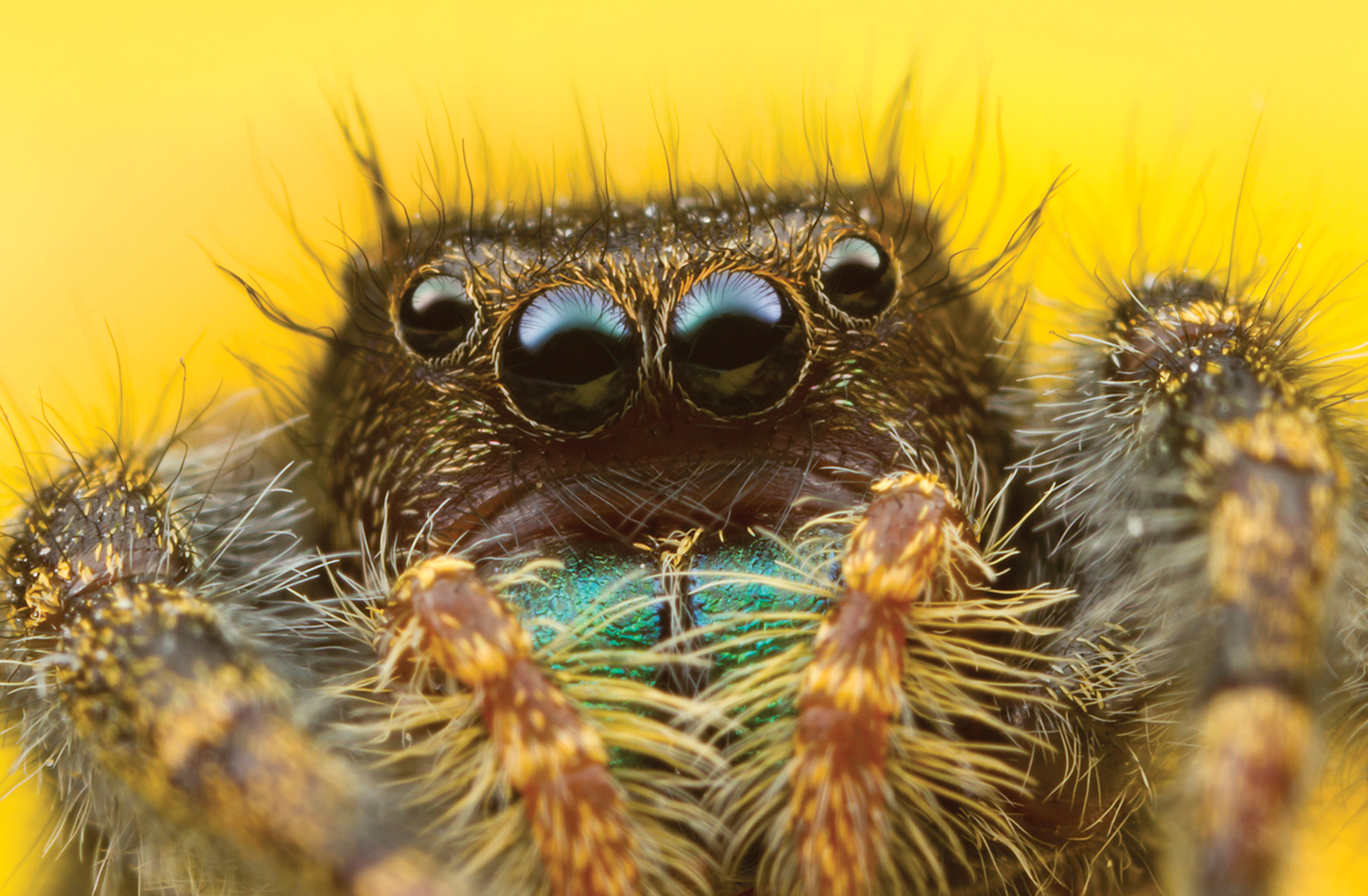 UC Davis Professors Ask Public to Help Name New Spider Species