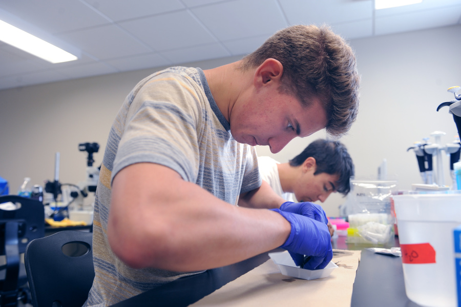 Pieter Martino ’17 dissects a blue mussel