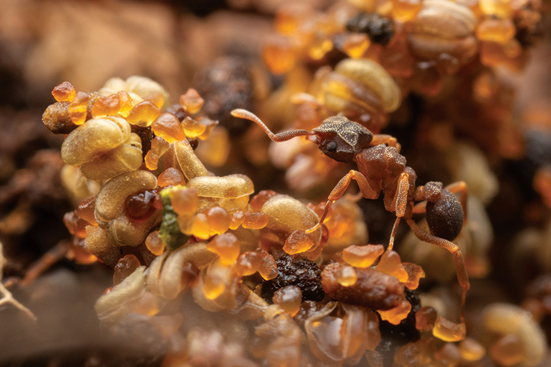  Cyphomyrmex rimosus cultivates edible fungus on caterpillar excrement. Above, a worker ant tends the fungus garden. 