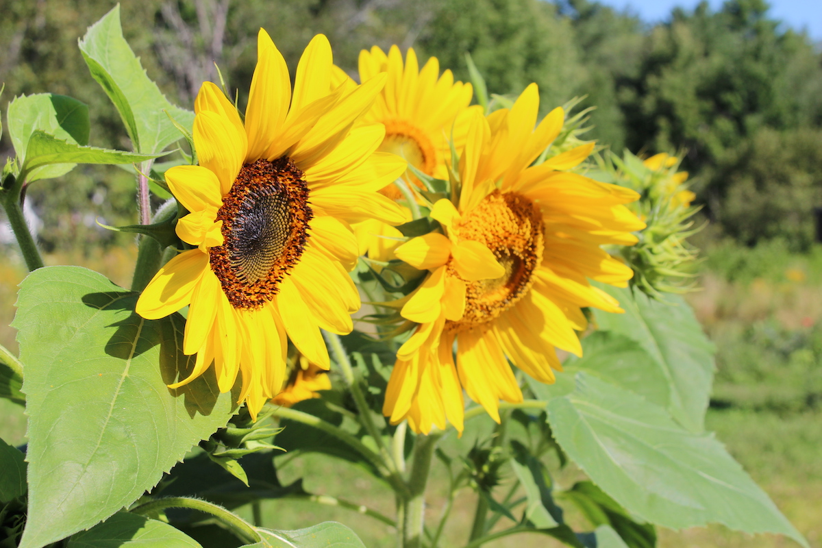 Sunflowers at the garden