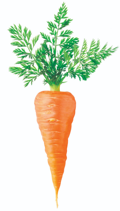 illustration of a carrot