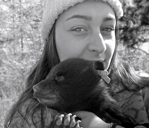 In the Field: Tagging Bear Cubs in Northern Maine | Bowdoin College