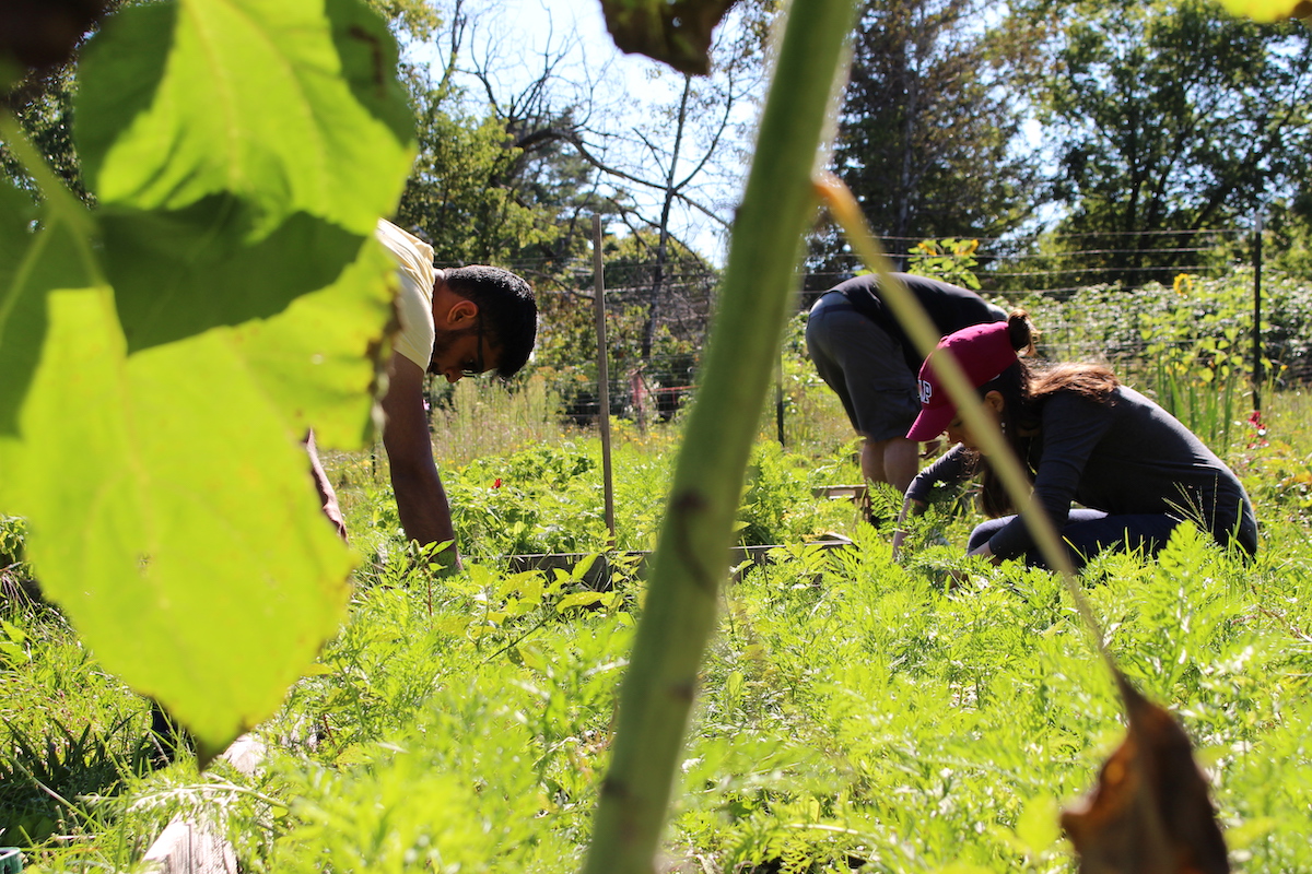 Students harvesting veggies at a community garden