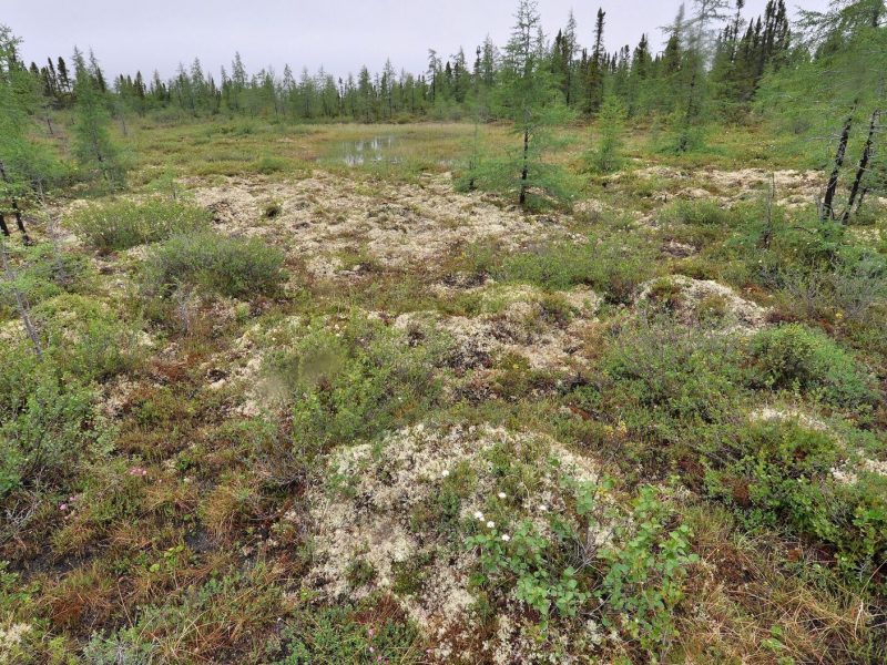 Arctic peatlands