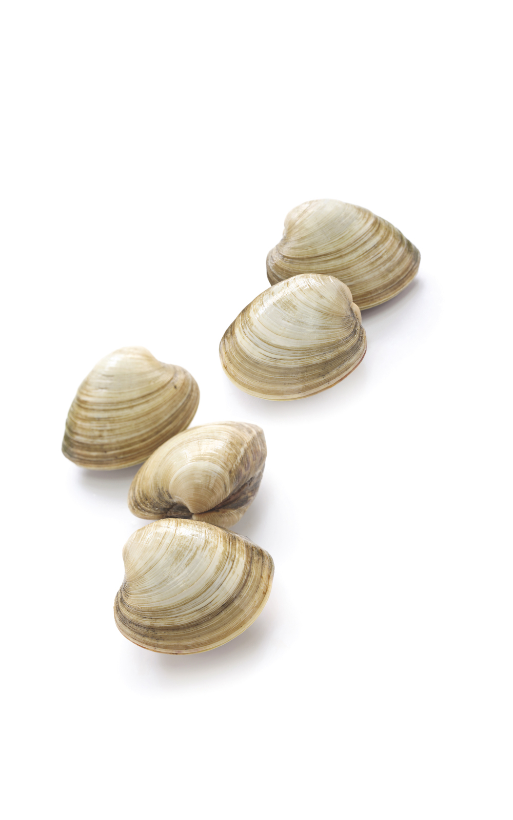 Image of several clams