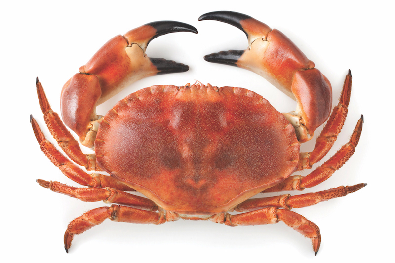 photo of a crab