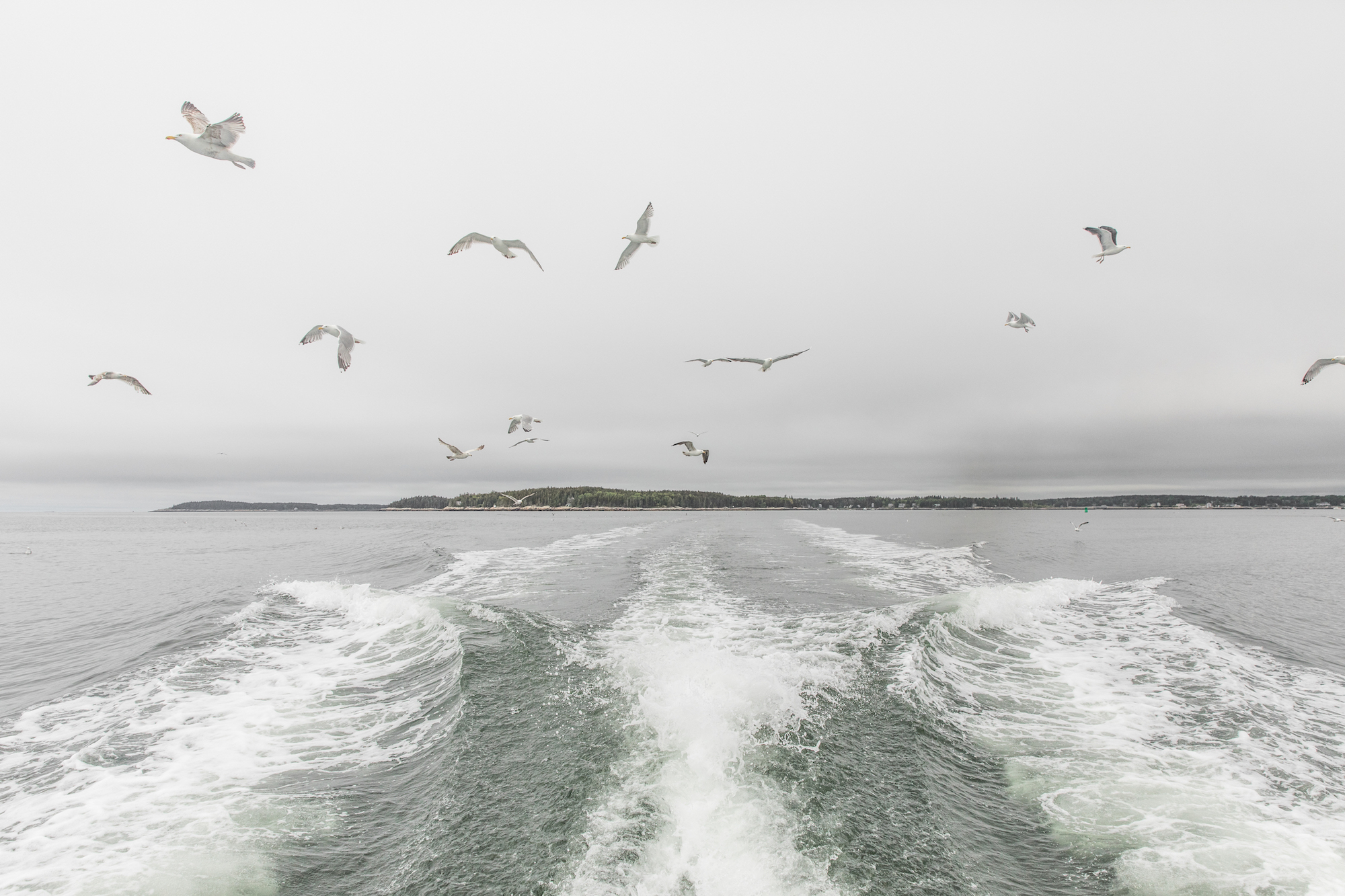 Gulls over the water