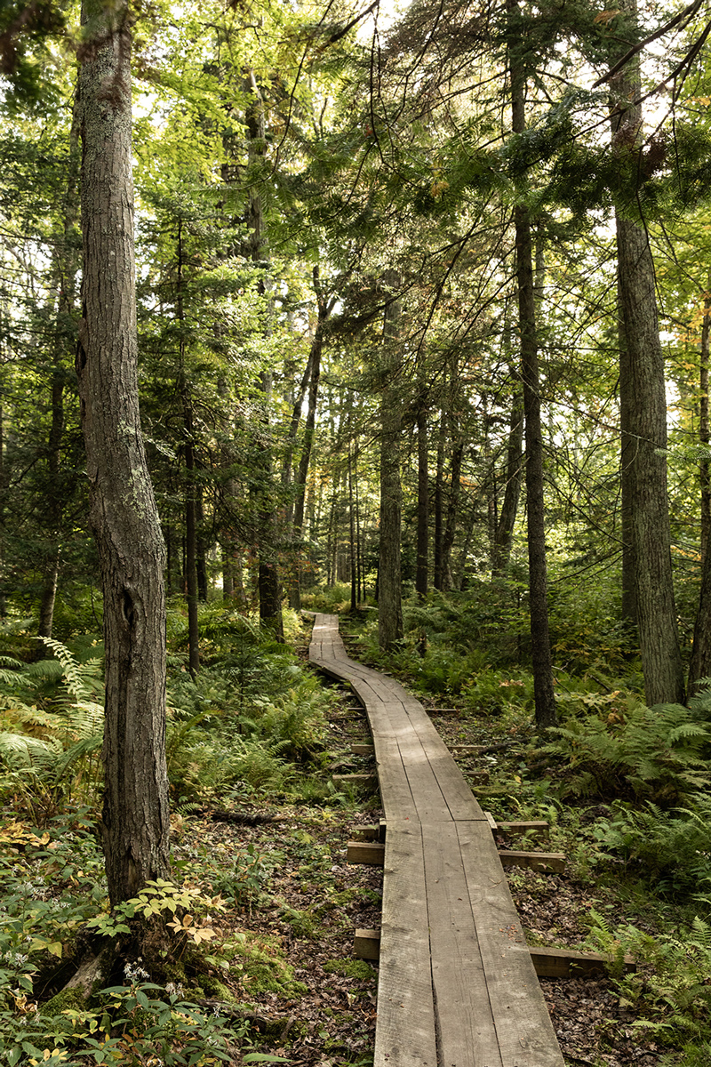 A woodsy path in the pines.